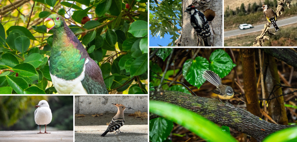 A collage of photos Trevis has taken of birds around the world